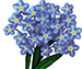 Forget-Me-Nots