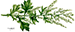 Mugwort